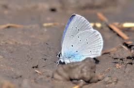 Attēlu rezultāti vaicājumam “Cupido minimus underside”