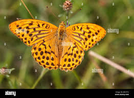 Attēlu rezultāti vaicājumam “Argynnis paphia male”