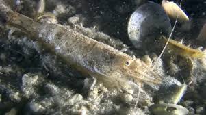 Attēlu rezultāti vaicājumam “Crangon crangon”