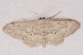 Attēlu rezultāti vaicājumam “Idaea seriata”