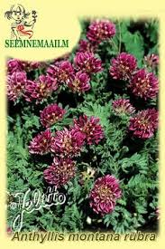 Image result for Anthyllis vulneraria rubra