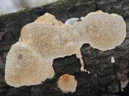 Attēlu rezultāti vaicājumam “Antrodia albida”