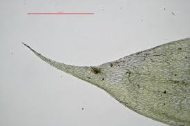 Attēlu rezultāti vaicājumam “Brachythecium albicans”