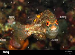 Image result for Symphodus bailloni