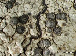 Attēlu rezultāti vaicājumam “Porpidia macrocarpa”