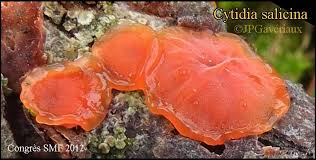 Attēlu rezultāti vaicājumam “Cytidia salicina”