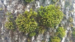 Attēlu rezultāti vaicājumam “Orthotrichum patens”