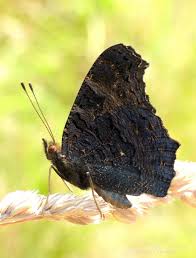 Attēlu rezultāti vaicājumam “Inachis io underside”