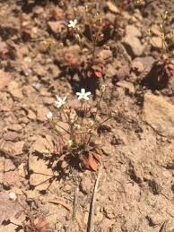 Attēlu rezultāti vaicājumam “Androsace septentrionalis fruit”