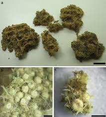 Attēlu rezultāti vaicājumam “Heterotrichia insignis (syn. Arcyria insignis)”