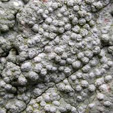 Attēlu rezultāti vaicājumam “Pertusaria amara”