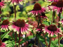 Image result for Sonnenhut