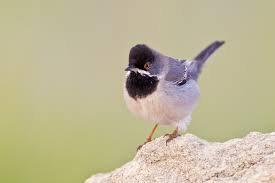 Image result for Sylvia rueppelli