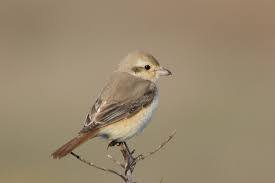 Image result for Lanius isabellinus