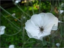 Image result for Lychnis coronaria alba