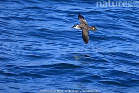 Image result for Puffinus gravis