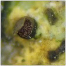 Attēlu rezultāti vaicājumam “Licea pusilla spores”