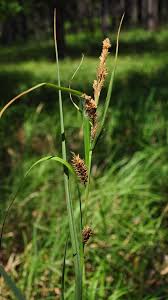 Attēlu rezultāti vaicājumam “Carex lasiocarpa male flower”