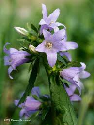 Image result for Campanula trachelium