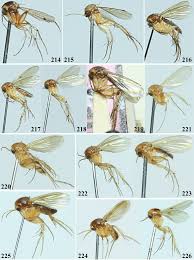 Attēlu rezultāti vaicājumam “Mycetophilidae”