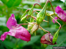 Image result for Impatiens glandulifera