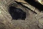 Hibernation