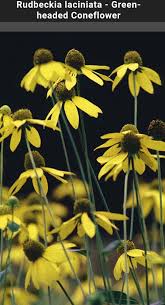 Attēlu rezultāti vaicājumam “Cystiphora sanguinea”