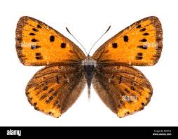 Attēlu rezultāti vaicājumam “Lycaena dispar female”