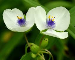 Attēlu rezultāti vaicājumam “Tradescantia virginiana”