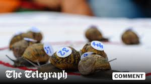Image result for World Snail Racing Championships
