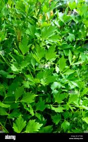 Attēlu rezultāti vaicājumam “Levisticum officinale leaf”