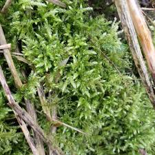 Attēlu rezultāti vaicājumam “Brachythecium rutabulum sporophyte”