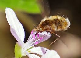 Attēlu rezultāti vaicājumam “Bombyliidae”