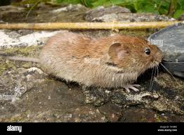 Attēlu rezultāti vaicājumam “Myodes glareolus”