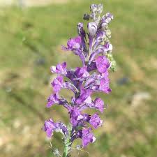 Image result for Linaria purpurea