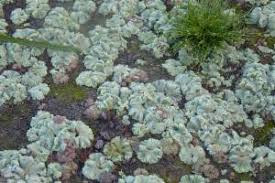 Attēlu rezultāti vaicājumam “Riccia cavernosa”