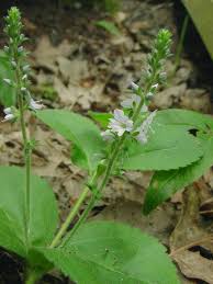 Image result for Veronica officinalis