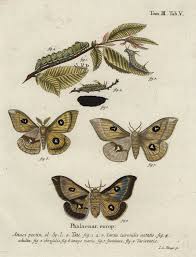 Attēlu rezultāti vaicājumam “Aglia tau”