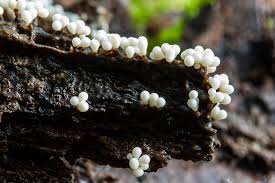 Attēlu rezultāti vaicājumam “Trichia sp.”