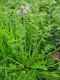 Attēlu rezultāti vaicājumam “Erodium cicutarium”