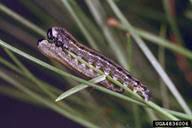 Attēlu rezultāti vaicājumam “Neodiprion sertifer”