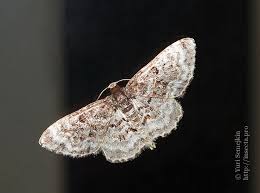 Attēlu rezultāti vaicājumam “Hydrelia sylvata”