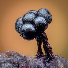 Attēlu rezultāti vaicājumam “Enteridium variabile”