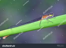 Attēlu rezultāti vaicājumam “Coenagrion armatum male”