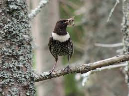 Image result for Turdus torquatus