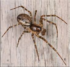 Attēlu rezultāti vaicājumam “Neriene montana”