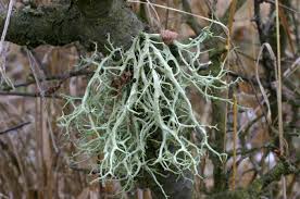 Attēlu rezultāti vaicājumam “Evernia divaricata”