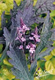 Image result for Verbena officinalis