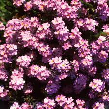 Image result for Myosotis sylvatica