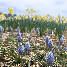 Attēlu rezultāti vaicājumam “Muscari neglectum flower”